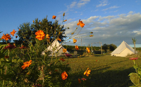 Photo de deux Bell'tentes au soleil couchant avec des fleurs sauvages au premier plan
