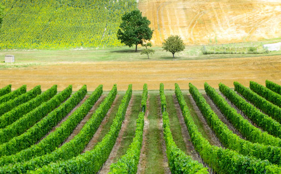 Photo des vignes entourant l'écolieu de Cablanc