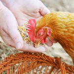 Photo d'une poule picorant du maïs dans les mains d Véronique, la propriétaire de Cablanc