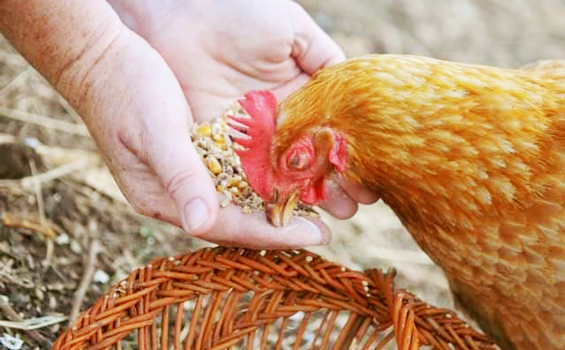 Photo d'une poule picorant du maïs dans les mains d Véronique, la propriétaire de Cablanc