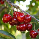 photo de cerises sur l'arbre en gros plan