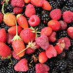 photo en gros plan de fruits rouges et noirs récoltés sur l'écolieu de Cablanc