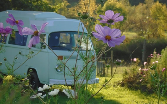 Photo d'une fleur sauvage avec en arrière plan le Van du camping de Cablanc