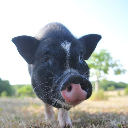 photo en gros plan de Jean Titi le cochon de l'écolieu