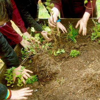 mains dans la terre, jardinage