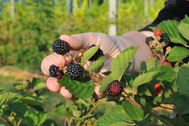 cueillette des fruits à Cablanc